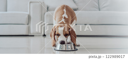 Cute puppy dog beagle portrait eating at home. Adorable pet concept Cute puppy dog beagle portrait eating at home. Adorable pet concept 122989017