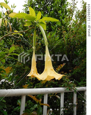 キダチチョウセンアサガオ ブルグマンシア キダチチョウセンアサガオ ブルグマンシア 122989054