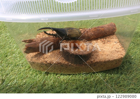 昆虫 昆虫 122989080