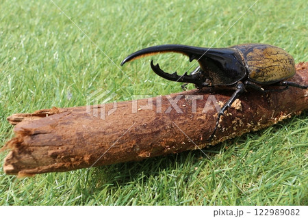 昆虫 昆虫 122989082