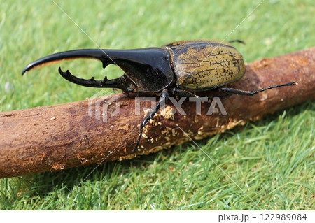 昆虫 昆虫 122989084