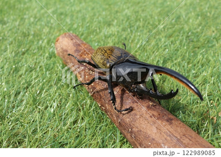 昆虫 昆虫 122989085