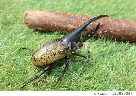 昆虫 昆虫 122989087