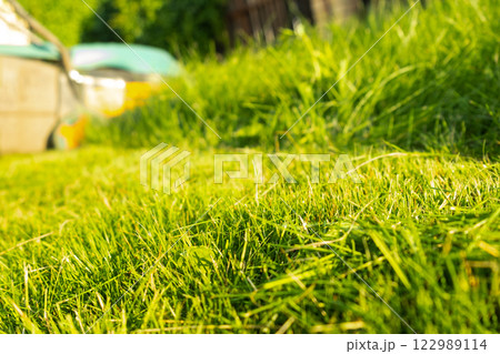 Freshly cut thick grass on the lawn, sunny day at sunset, low angle view. Green grass in the backyard, electric lawn mower Freshly cut thick grass on the lawn, sunny day at sunset, low angle view. Green grass in the backyard, electric lawn mower 122989114