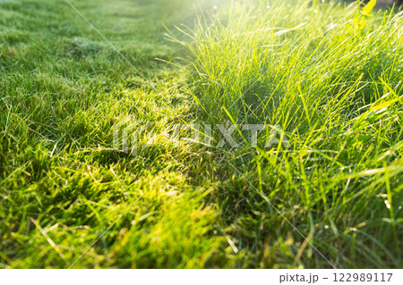 Green juicy grass on the lawn close-up at sunset. The border of the mown lawn. 122989117
