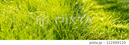 Green juicy grass on the lawn close-up at sunset. The border of the mown lawn. 122989120