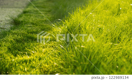 Green juicy grass on the lawn close-up at sunset. The border of the mown lawn. 122989134