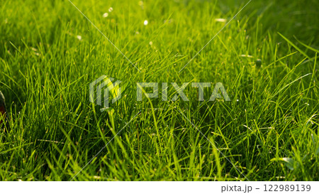 Green juicy grass on the lawn close-up at sunset. The border of the mown lawn. 122989139