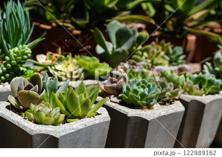 Crassulaceae succulents in concrete pots. Collection of potted plants. Sale of plants, seedlings for home 122989162