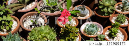 Succulents in terracotta clay and concrete pots. Collection of potted plants. Banner Succulents in terracotta clay and concrete pots. Collection of potted plants. Banner 122989173