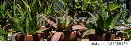 Succulents in terracotta clay and concrete pots. Collection of potted plants. Banner 122989176
