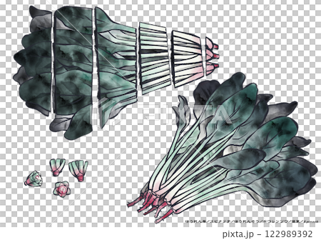白色背景下柔和色調的菠菜水墨畫 122989392