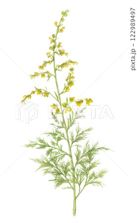 水彩で描いたクソニンジン 黄花蒿 水彩で描いたクソニンジン 黄花蒿 122989497