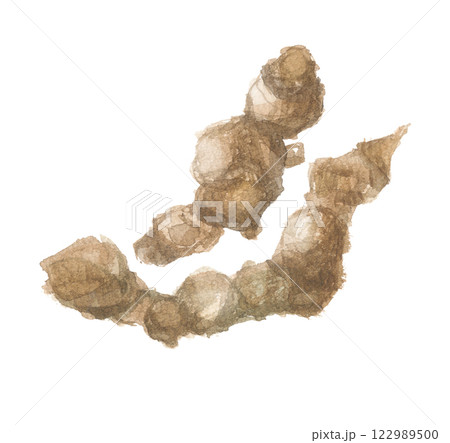水彩で描いたホソバオケラの根 ソウジュツ 水彩で描いたホソバオケラの根 ソウジュツ 122989500