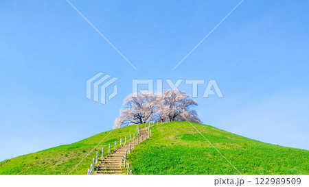 丸墓山古墳の桜（さきたま古墳公園） 122989509