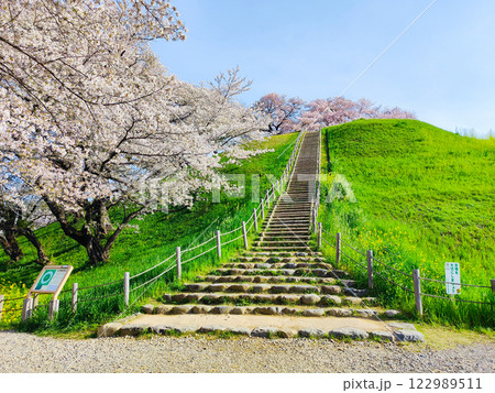 丸墓山古墳の桜（さきたま古墳公園） 122989511