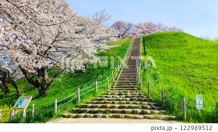丸墓山古墳の桜（さきたま古墳公園） 122989512