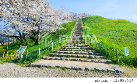 丸墓山古墳の桜(さきたま古墳公園) 丸墓山古墳の桜(さきたま古墳公園) 122989514