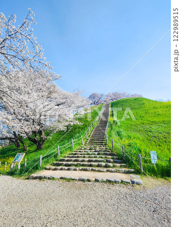 丸墓山古墳の桜(さきたま古墳公園) 丸墓山古墳の桜(さきたま古墳公園) 122989515