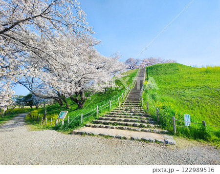 丸墓山古墳の桜（さきたま古墳公園） 122989516