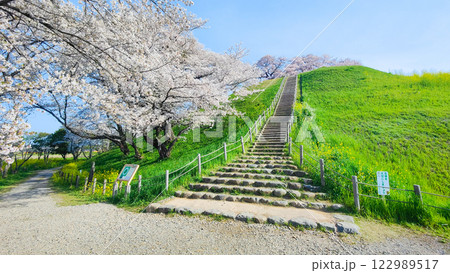 丸墓山古墳の桜(さきたま古墳公園) 丸墓山古墳の桜(さきたま古墳公園) 122989517
