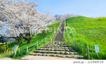 丸墓山古墳の桜(さきたま古墳公園) 丸墓山古墳の桜(さきたま古墳公園) 122989519