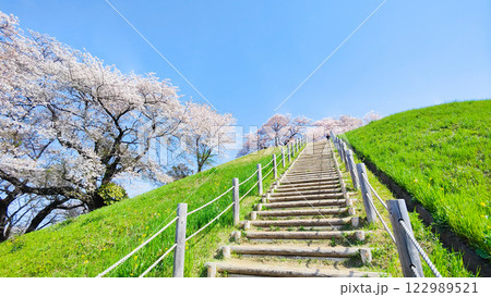 丸墓山古墳の桜(さきたま古墳公園) 丸墓山古墳の桜(さきたま古墳公園) 122989521