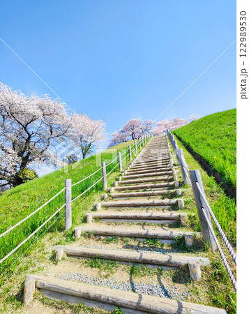 丸墓山古墳の桜(さきたま古墳公園) 丸墓山古墳の桜(さきたま古墳公園) 122989530