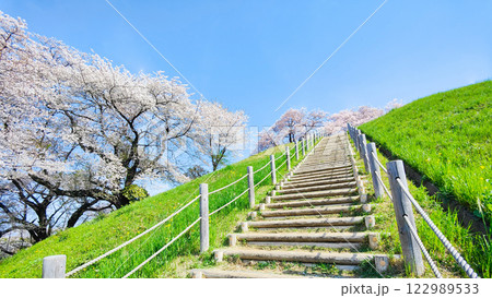 丸墓山古墳の桜(さきたま古墳公園) 丸墓山古墳の桜(さきたま古墳公園) 122989533
