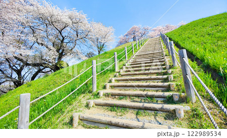 丸墓山古墳の桜(さきたま古墳公園) 丸墓山古墳の桜(さきたま古墳公園) 122989534