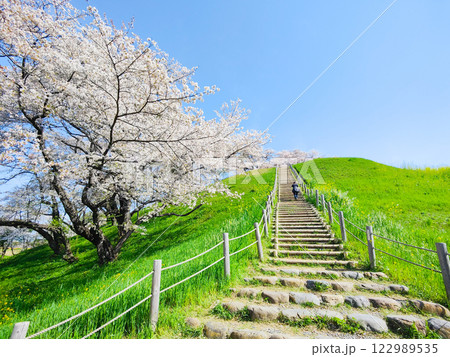 丸墓山古墳の桜(さきたま古墳公園) 丸墓山古墳の桜(さきたま古墳公園) 122989535