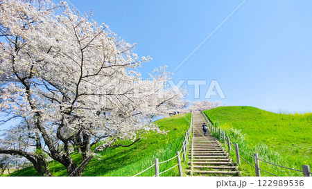 丸墓山古墳の桜（さきたま古墳公園） 122989536
