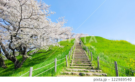 丸墓山古墳の桜(さきたま古墳公園) 丸墓山古墳の桜(さきたま古墳公園) 122989540