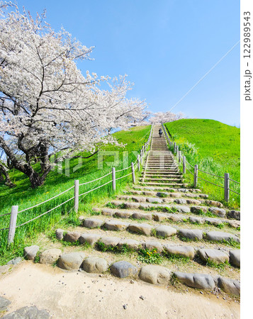 丸墓山古墳の桜（さきたま古墳公園） 122989543