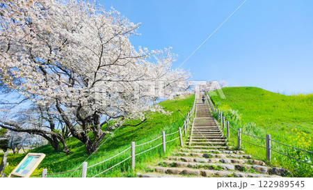 丸墓山古墳の桜（さきたま古墳公園） 122989545