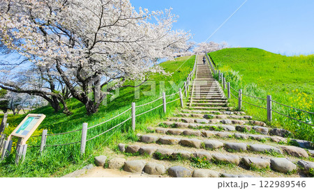 丸墓山古墳の桜(さきたま古墳公園) 丸墓山古墳の桜(さきたま古墳公園) 122989546