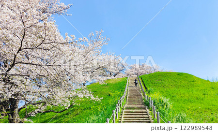 丸墓山古墳の桜(さきたま古墳公園) 丸墓山古墳の桜(さきたま古墳公園) 122989548