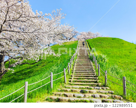 丸墓山古墳の桜(さきたま古墳公園) 丸墓山古墳の桜(さきたま古墳公園) 122989551