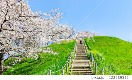 丸墓山古墳の桜（さきたま古墳公園） 122989552