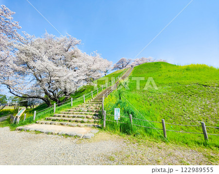 丸墓山古墳の桜(さきたま古墳公園) 丸墓山古墳の桜(さきたま古墳公園) 122989555