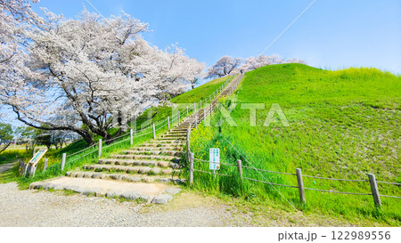丸墓山古墳の桜（さきたま古墳公園） 122989556