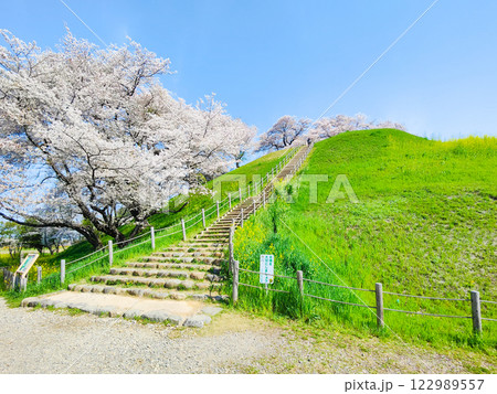 丸墓山古墳の桜(さきたま古墳公園) 丸墓山古墳の桜(さきたま古墳公園) 122989557