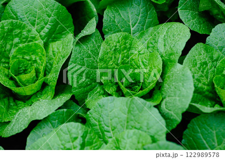 Chinese cabbage crops growing at field Chinese cabbage crops growing at field 122989578
