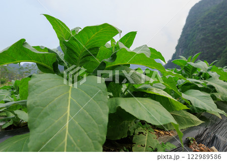 Tobacco leaf plant grow at field Tobacco leaf plant grow at field 122989586
