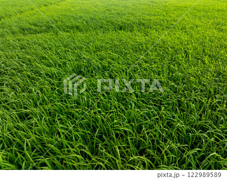 Green rice field in summer Green rice field in summer 122989589