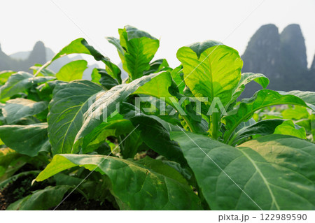 Tobacco leaf plant grow at field 122989590