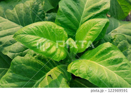Tobacco leaf plant grow at field 122989591