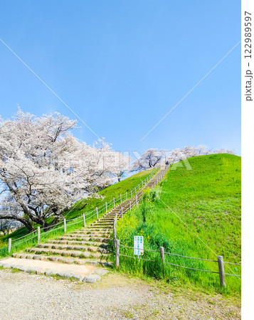 丸墓山古墳の桜（さきたま古墳公園） 122989597