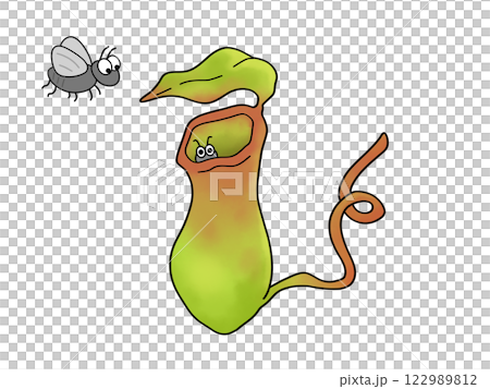 Carnivorous plant - pitcher plant - with insects 122989812