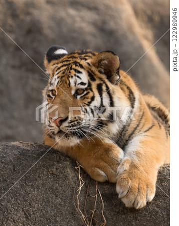 見詰めるトラの子 見詰めるトラの子 122989946